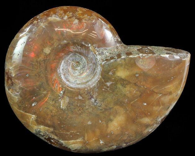 Flashy Red Iridescent Ammonite - Wide #66635